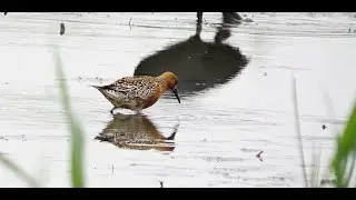 Red Knot in summer-plumage - Kanoet in zomerkleed  - Will Schep.
