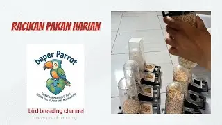 Racikan Pakan Harian Cockatiel & Sunconure untuk Ternak Pemula