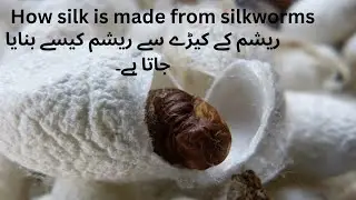 How silk is made from silkworm | resham ka keera | Waqar Ahmad Sheikh-WAS