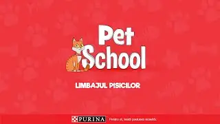 Limbajul trupului la pisici | PURINA PetSchool