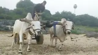 sand cart pulling bulls-bulls videos-oxen videos-ongole bulls videos-cattle videos-ox videos-oxens