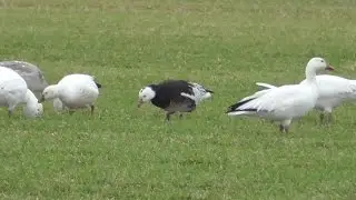 Ross's Geese (one dark morph) and Snow Geese. San Benito, Texas.