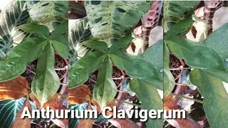 Unboxing an Anthurium/ Anthurium Clavigerum