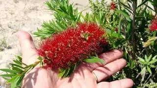 MACARTHUR&trade; Callistemon mid size dense bottlebrush | Ozbreed Native Shrubs & Groundcovers