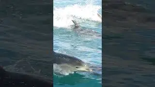 Dolphins are VERY smart!