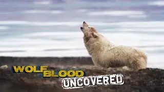 Super Senses | Wolfblood Uncovered
