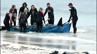 Community Heroes Rescue A Stranded Dolphin #AnimalRescue #Conservation