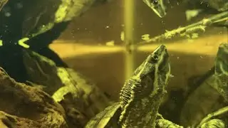 Cherry Shrimp THRIVING in tank with Turtles