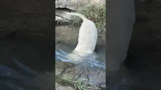 This Labrador Vanished Underwater and Charged Out With a Boulder