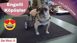 Engelli Hayvanlar İ&ccedil;in &Ccedil;&ouml;z&uuml;mler😍🤗| İcatlar D&uuml;nyası | Da Vinci TV T&uuml;rkiye