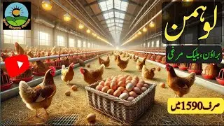Lohmann brown hen | Lohmann brown pathi | Lohman Black | Lohman@everbrownfarms