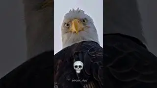 Animals Death Stare 💀