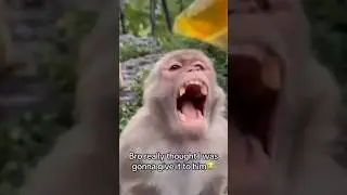 Try Not To Laugh 😂 Funny Monkey Videos Compilation 🐒 #funny #comedy #monkey #short #viral #trending