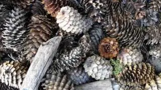 Johannes Brahms - Ave Maria