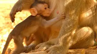 BRIGHTEN BABY MONKEY HUNGRY TRY FEEDING | MOTHER NO MILK | MONKEY TECHNIQUE