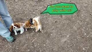 Vanilla, the Cavalier King Charles puppy, goes to the dog park to meet new friends