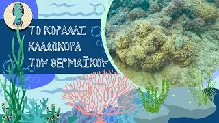&Tau;&omicron; &kappa;&omicron;&rho;ά&lambda;&lambda;&iota; &kappa;&lambda;&alpha;&delta;&omicron;&kappa;ό&rho;&alpha; (Cladocora caespitosa) &tau;&omicron;&upsilon; &Theta;&epsilon;&rho;&mu;&alpha;ϊ&kappa;&omicron;ύ