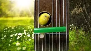 Волнистые Попугаи/Birds Sounds/Amazing Budgies/Cute Pet Budgies Chirping