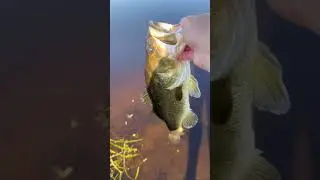 Check Out This Post Spawn Largemouth Bass #shorts