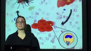 Anti-Malaria Vaccines: Multiple Proteins, One Formulation