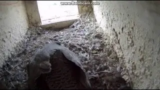 Worfelden Germany - Mom with visit in the nest. Chick no(?) - 2017 04 13 09 58