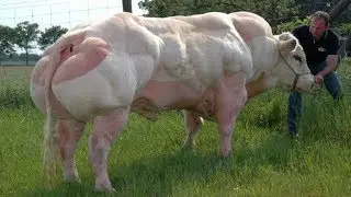 10 Abnormally Strong Animals In The World!