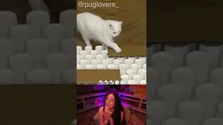 CAT vs CUPS Challenge - Tiktok REACTION