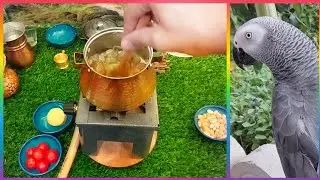 MeAt Extract/The Commander CASCO ordered this Yummy food today🦜🦜🦜#miniaturecooking #parrottalking