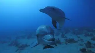 Amazing Dolphin-Assisted Therapy at Hawaii Island Recovery