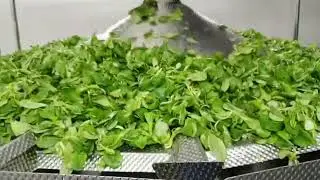 Фасовка салата. Фасовка листьев салата