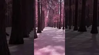 Pink forest in china #beautiful #views #forest #shorts
