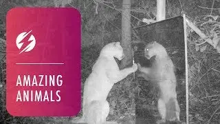 Amazing Reactions From Animals Looking In Mirrors