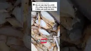 Cong dung cua cay Thi&ecirc;n nien kien