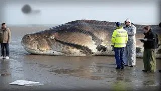 Das Geheimnis des Ungeheuers von Loch Ness ist gel&ouml;st, Wissenschaftler haben DAS herausgefunden &hellip;