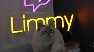 Болтливый Бобби 😺