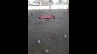 #pigeon #bridal #karaoke #kpop #motivation #karaokevideo