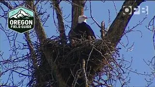 Bald eagles have made a recovery, except in one spot | Oregon Field Guide from the Archives