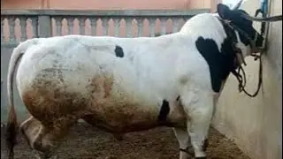 تسمين العجول (اللحم الصعيدى