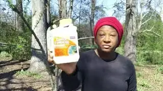 Using LIQUID COPPER ~ To Treat My PEACH TREE