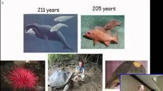 From Mice to Methuselah: What We Can Learn from the Comparative Biology of Aging