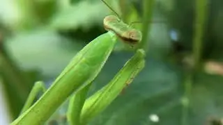 Praying Mantis Macro