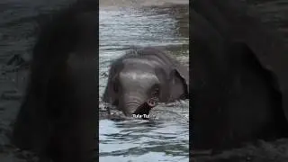 Throwback to Tula-Tu summer fun at the Oregon Zoo 🐘