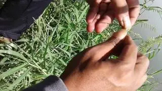 Teknik mancing melem nutul dan cara masang umpan lumut.