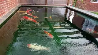 Большой кои - японский кои Stunning 4K Fish