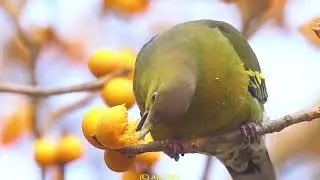 Frugivore birds love figs & insectivorous birds love insects. Birds eat figs from Ficus tree 4K film