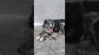 Carea Leones dog