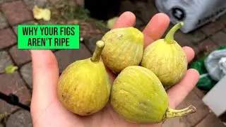 Fig Tree Concerns: 