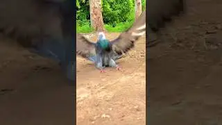 ground roller fansi kobotr layyah city of angels for animals and Goliath
