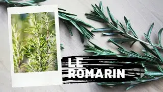 Le Romarin