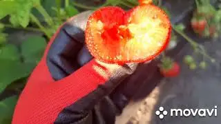 клубника ГАРДА - вкусная пузатенькая итальянка 🙂